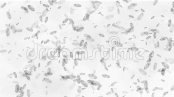 微生物或细菌的移动高清视频视频的预览图