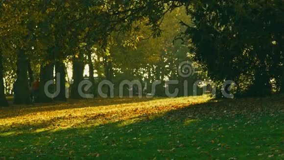大伦敦的午后日落路旁有树木视频的预览图