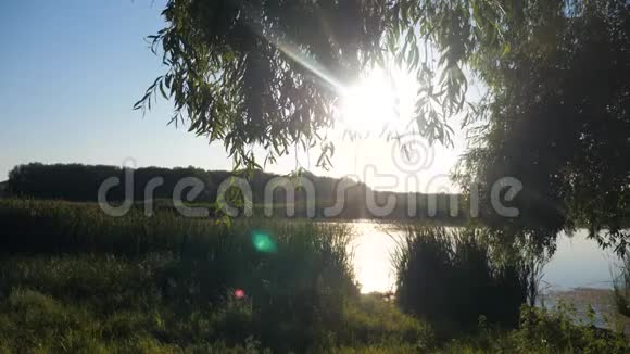 池塘有芦苇自然野日落景观阳光有芦苇的湖是俄罗斯的自然傍晚湖面日落视频的预览图