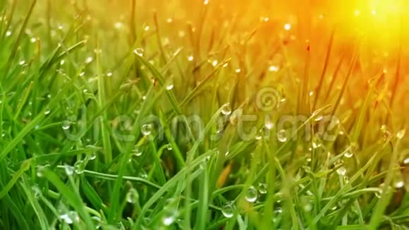 露水滴在绿油油的草地上太阳耀斑视频的预览图