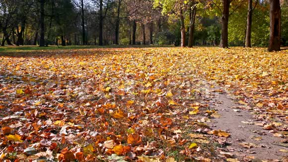 秋天的公园有一片枫树的落叶视频的预览图