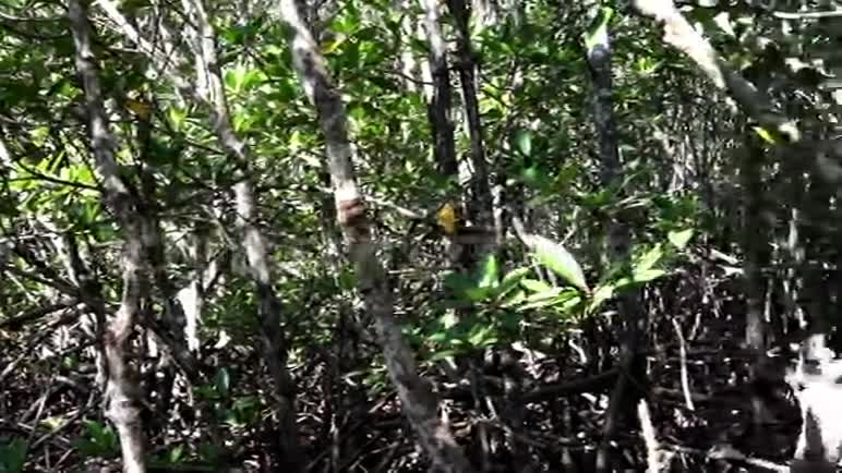 巴拉望岛海岸的红树林视频的预览图
