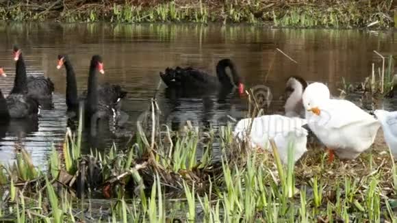 池塘上的一群白鹅和黑天鹅视频的预览图