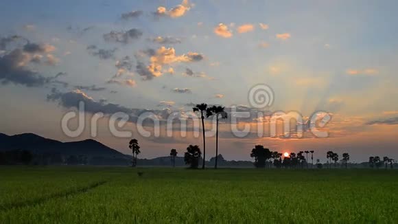 乡村稻田和美丽的日落视频的预览图
