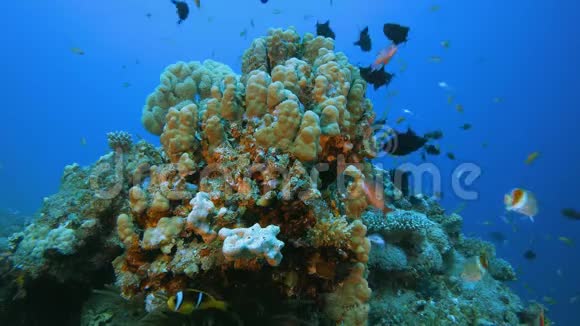 水下海洋热带生活视频的预览图