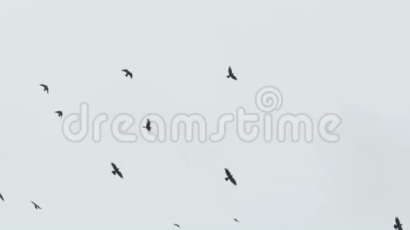 鸟儿在天空中盘旋一群乌鸦视频的预览图