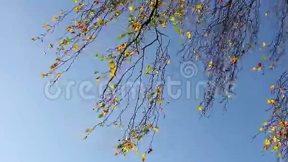 树枝顶着天空视频的预览图