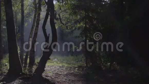 森林里的晨景视频的预览图