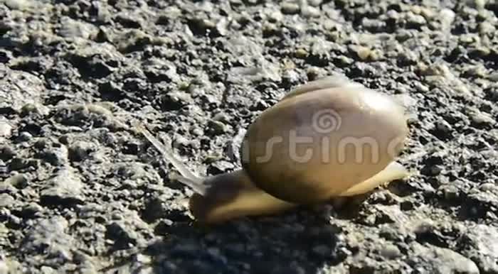 蜗牛爬过沥青视频的预览图