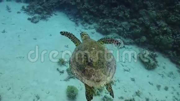 海龟在珊瑚礁上游泳视频的预览图