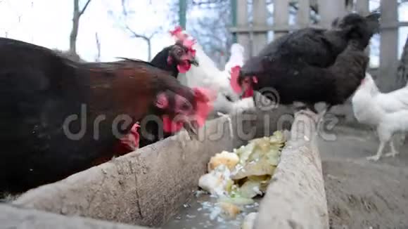 鸡在斯洛伐克的一个传统农场里觅食视频的预览图
