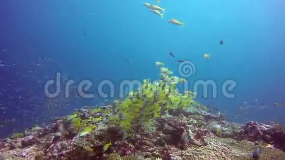 群曼塔雷在水下放松在海中的条纹鱼学校鱼视频的预览图