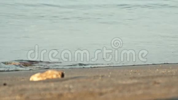 女人的腿在金色的沙滩上行走4K视频的预览图