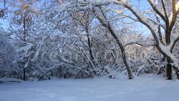 冬天公园里美丽的雪覆盖着树横向全景视频的预览图