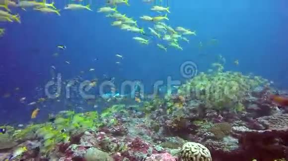 群曼塔雷在水下放松在海中的条纹鱼学校鱼视频的预览图