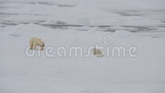 北极熊和两只幼崽视频的预览图