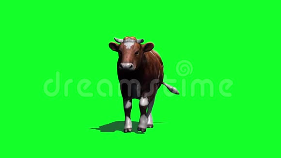 奶牛从前面的绿色屏幕上快速看到视频的预览图