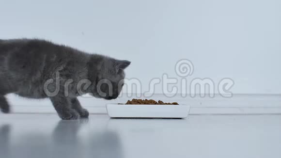 吃宠物食物的猫视频的预览图