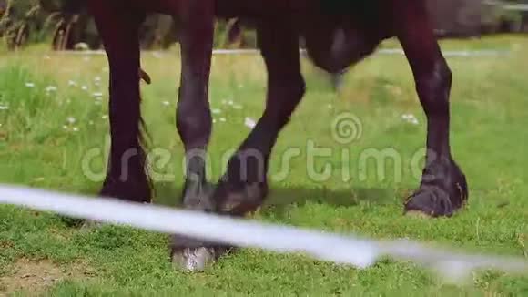 年轻女子在农场骑马视频的预览图