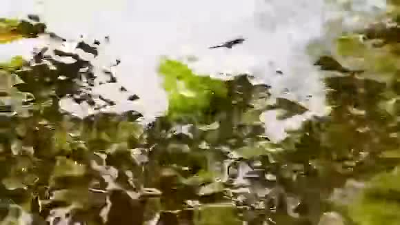 水上的秋枫叶视频的预览图