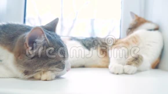 猫在窗台上睡觉慢动作视频有趣的视频生活方式猫猫在睡觉可爱的宠物视频的预览图