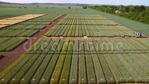 黑麦小麦品种的研究飞越地块进行作物研究科学家正在测试这种效应视频的预览图