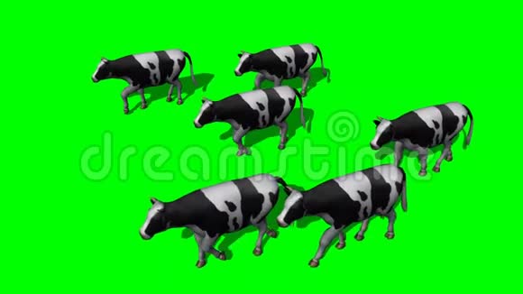 小牛群绿屏视频的预览图