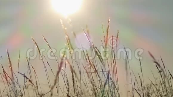 冬天蓝天背景上的棕色草视频的预览图