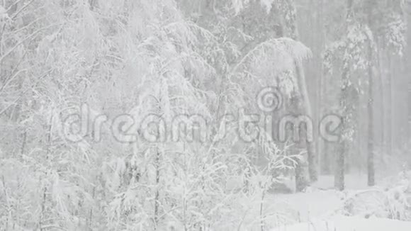 雪天美丽的冬雪林视频的预览图