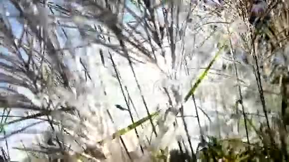 日出时在森林附近的草地上的草地视频的预览图