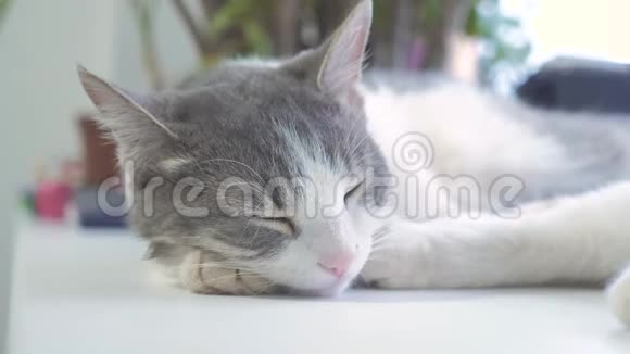 猫在窗台上睡觉慢动作视频有趣的生活方式视频猫猫在睡觉可爱的宠物视频的预览图