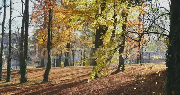秋天在公园秋天的概念视频的预览图