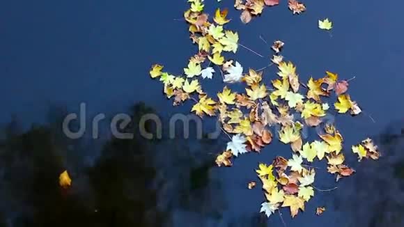水上的秋枫叶视频的预览图