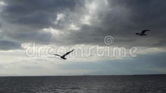 海鸥在沙滩上飞翔视频的预览图