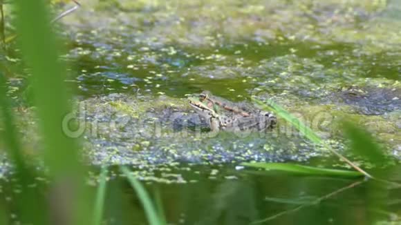 绿蛙坐在水中的河岸上视频的预览图