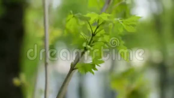 枝风树绿视频的预览图