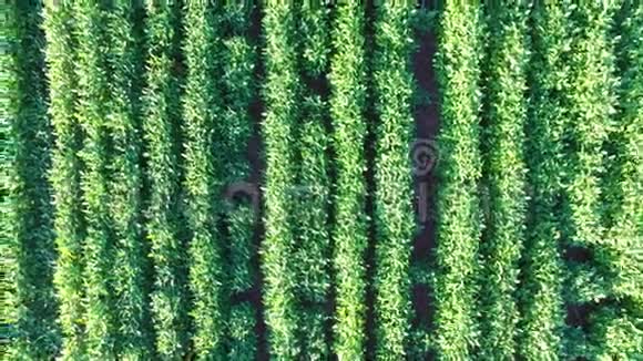 圣保罗州大豆人工林巴西视频的预览图