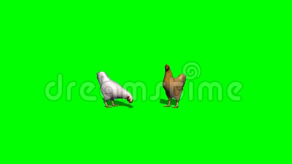 鸡吃绿色屏幕视频的预览图