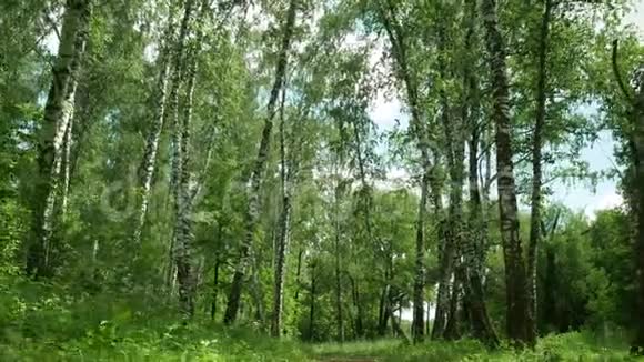 穿过森林看着树视频的预览图