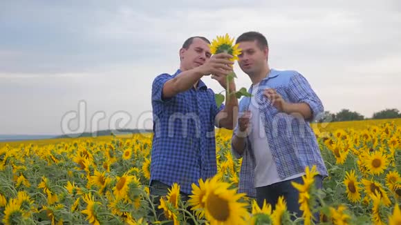 两个农民男子商务智能手机探索步行检查向日葵作物在田间慢动作视频小麦视频的预览图