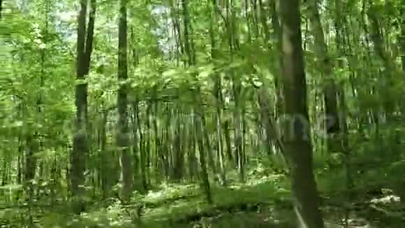 穿过森林看着树视频的预览图