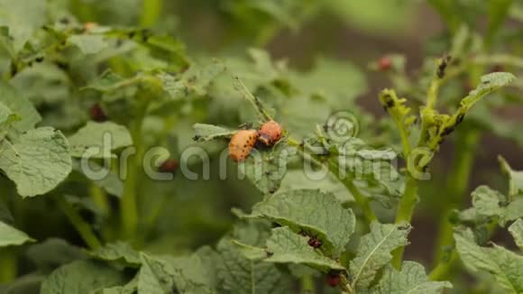 科罗拉多甲虫幼虫坐在马铃薯叶子上视频的预览图