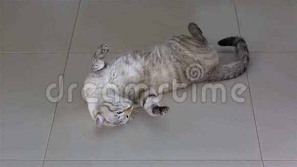 漂亮的泰国滑稽猫躺在地板上视频的预览图