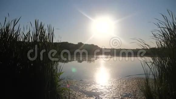 池塘有芦苇自然野日落景观阳光雷兹湖自然俄罗斯生活方式视频的预览图