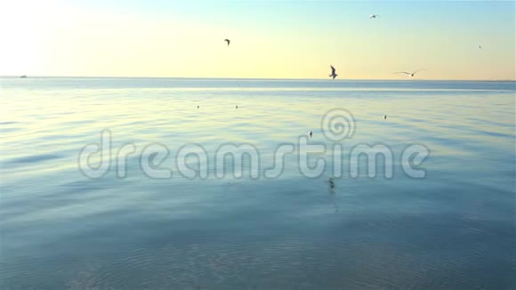 海鸥在沙滩上飞翔视频的预览图