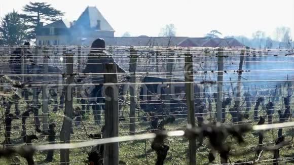 冬季焚烧葡萄藤葡萄园法国吉隆德AOC视频的预览图