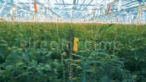 温室里一排排绿色植物视频的预览图