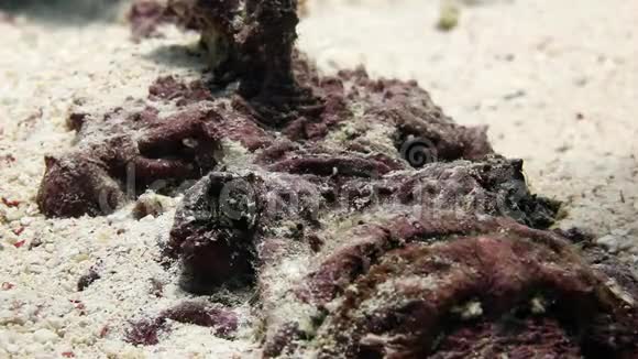 狮子鱼蝎子鱼在干净的水下视频的预览图