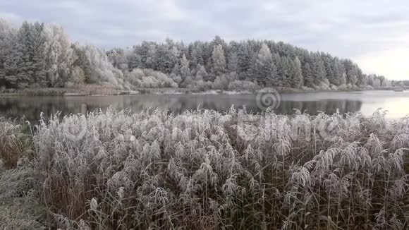森林湖上十月的霜冻俄罗斯普斯科夫地区视频的预览图