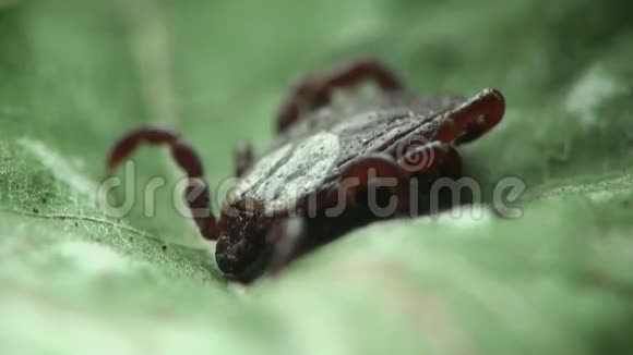 螨虫树林虫宏视频的预览图